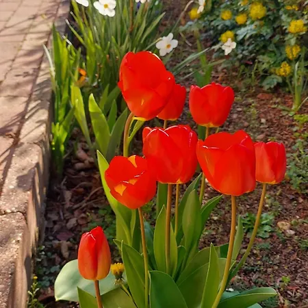 בית נופש Titi Boutique Bük