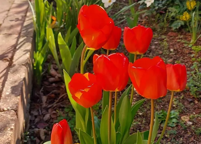 Dom wakacyjny Titi Boutique Bük